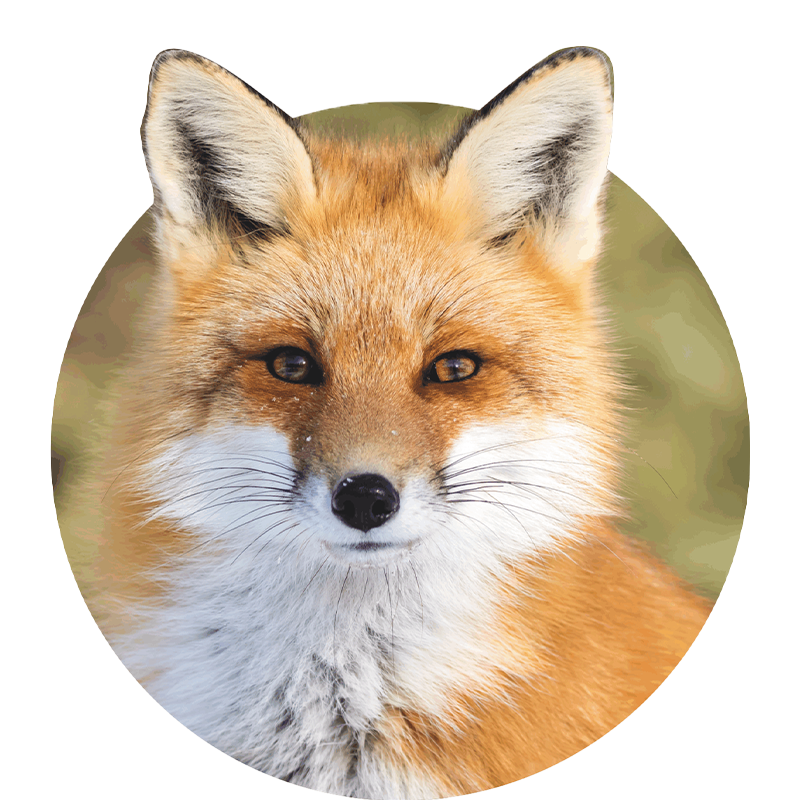 Fuchs-Illustration des Walderlebnispfads Neuenrade