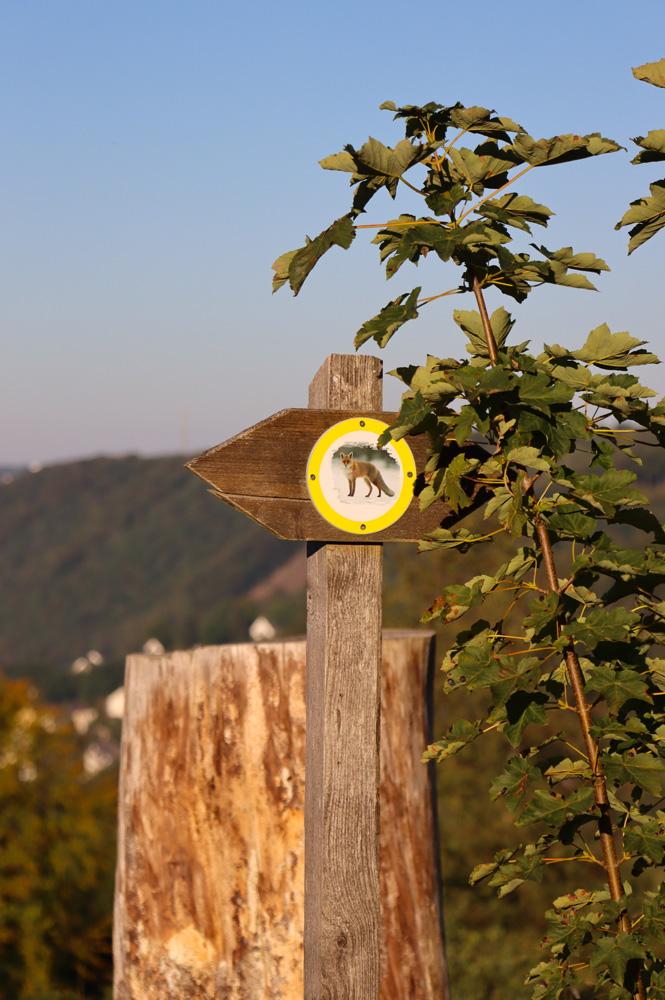 Waldweg am Walderlebnispfad Neuenrade