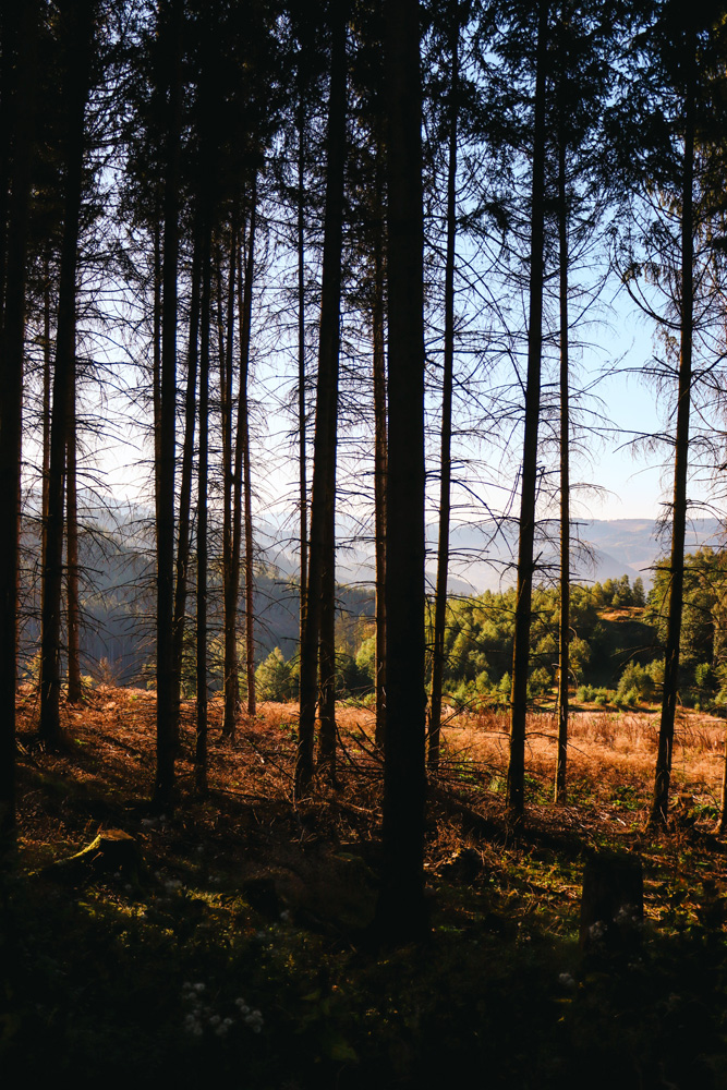 Naturimpression von der Waldschule Neuenrade