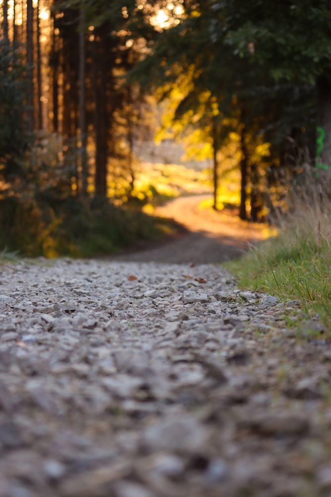 Waldweg am Walderlebnispfad Neuenrade