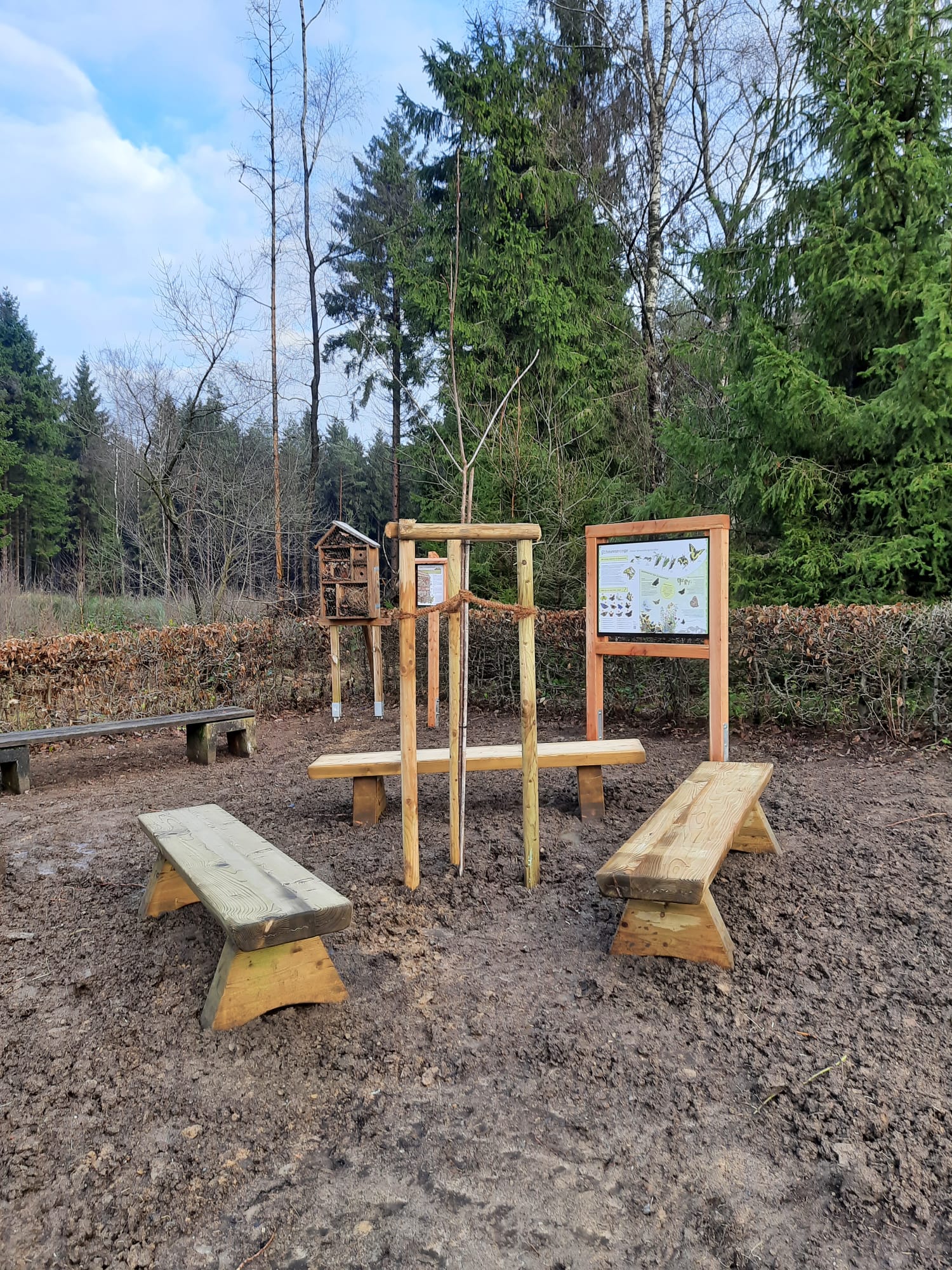 Wildkirsche am Walderlebnispfad Neuenrade im Dezember