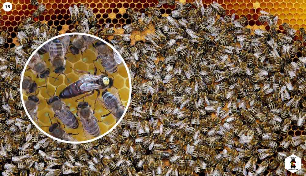 Bebrütete Bienenwabe mit Bienenkönigin