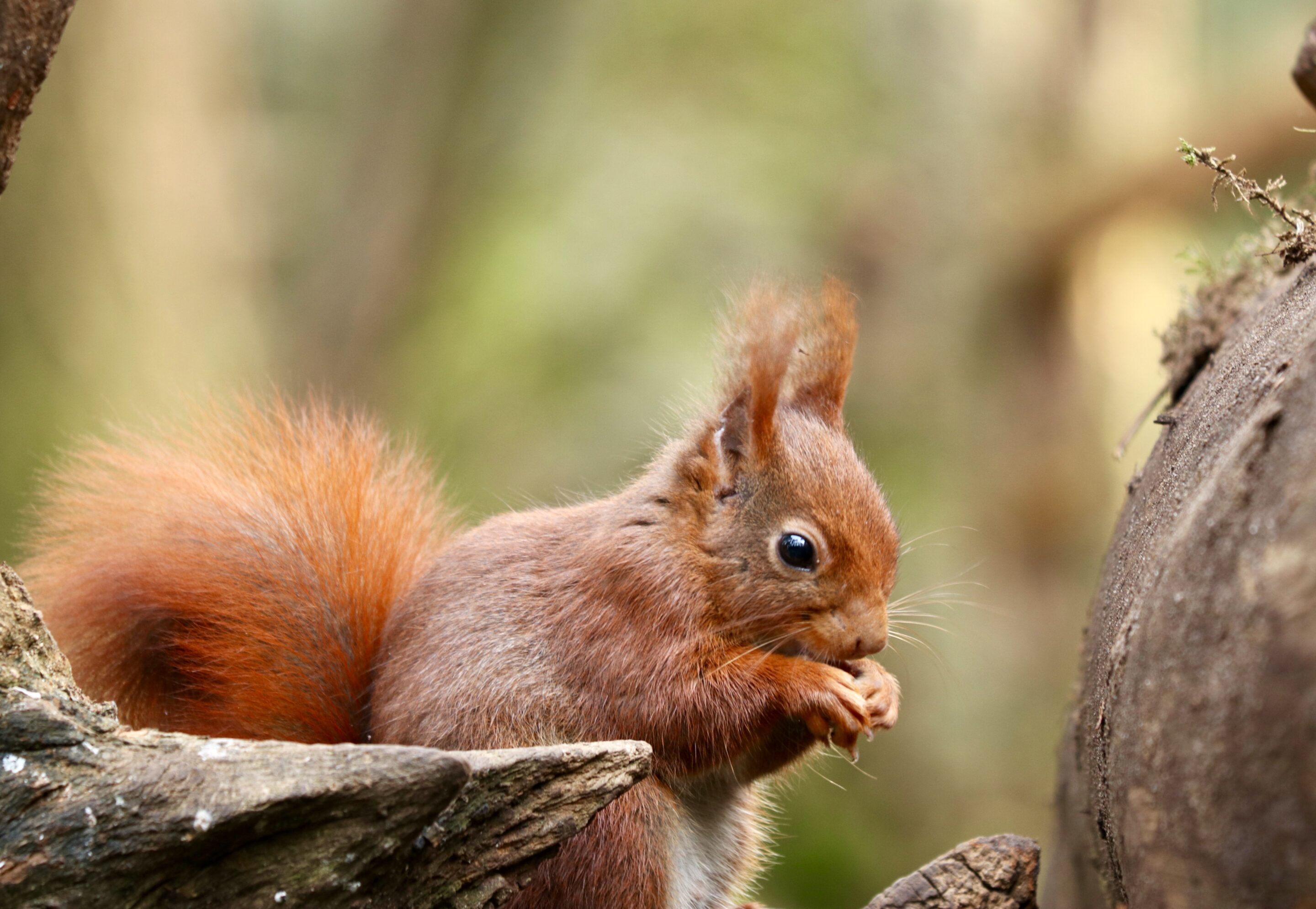 Eichhörnchen frisst eine Haselnuss – Motiv des Eichhörnchenwegs in Neuenrade