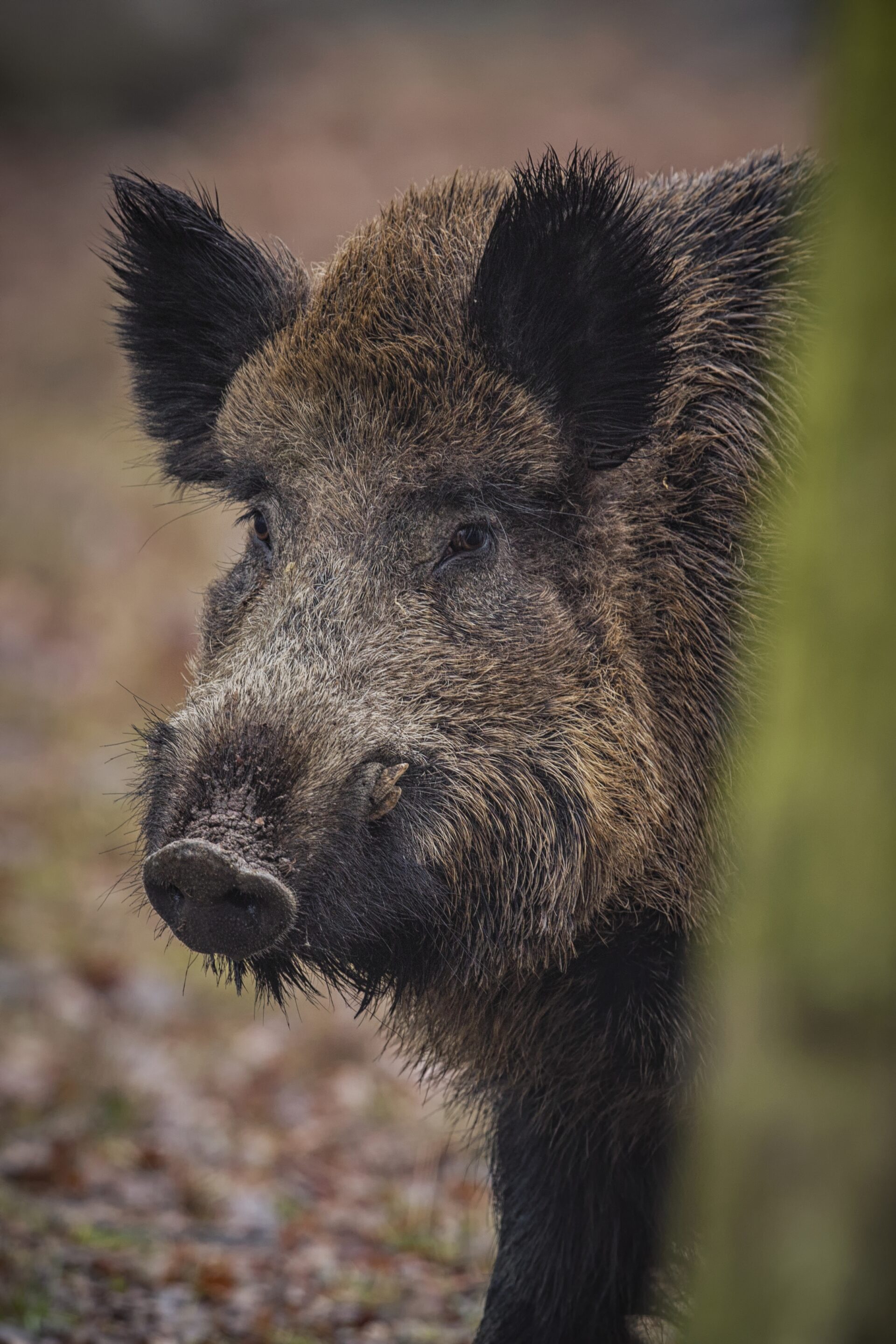Wildschwein im Wald – Motiv des Wildschweinwegs in Neuenrade