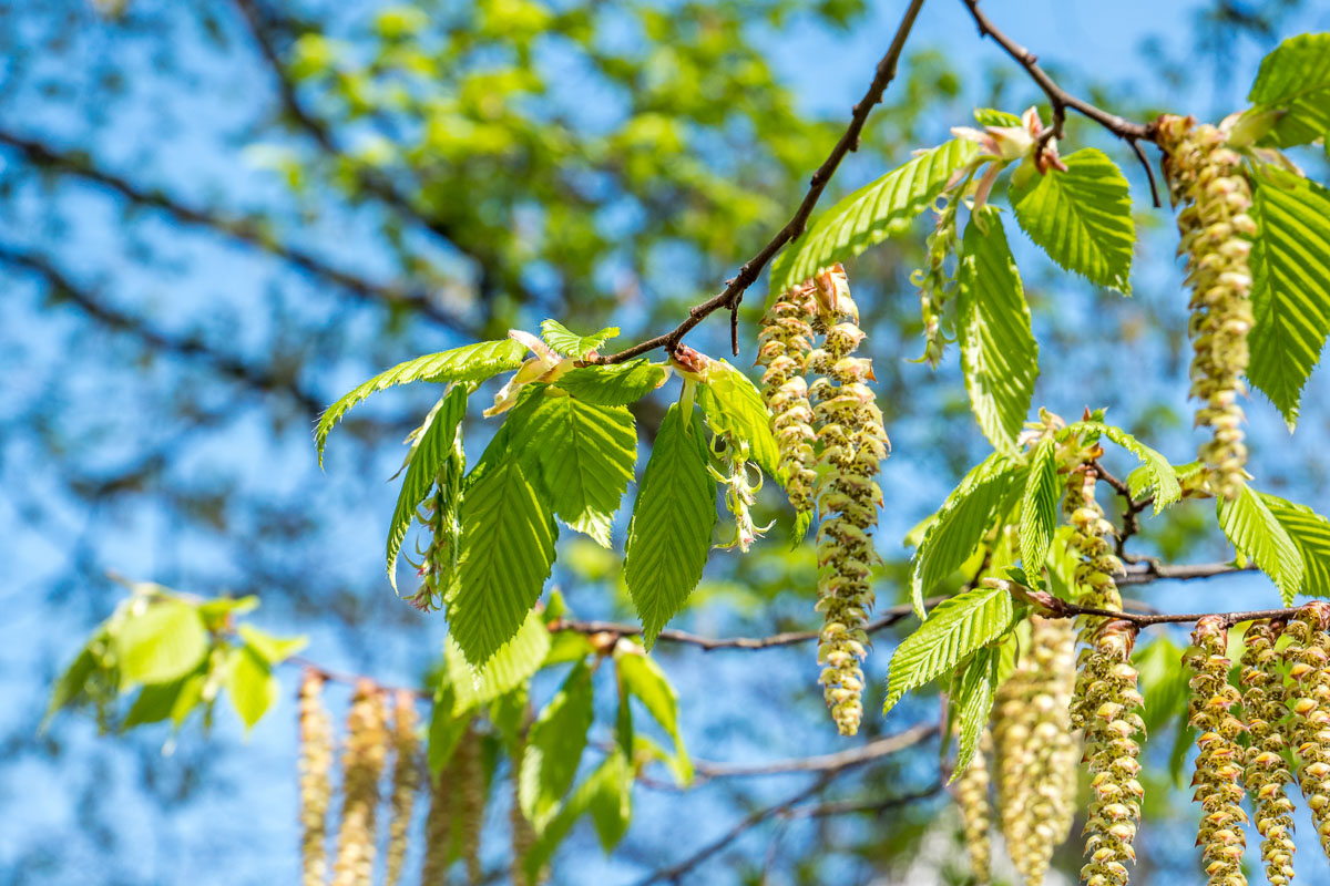 Blütenkätzchen der Birke im Frühling