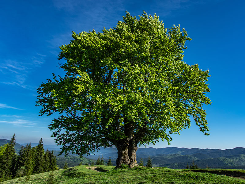 Rotbuche im Walderlebnispfad Neuenrade