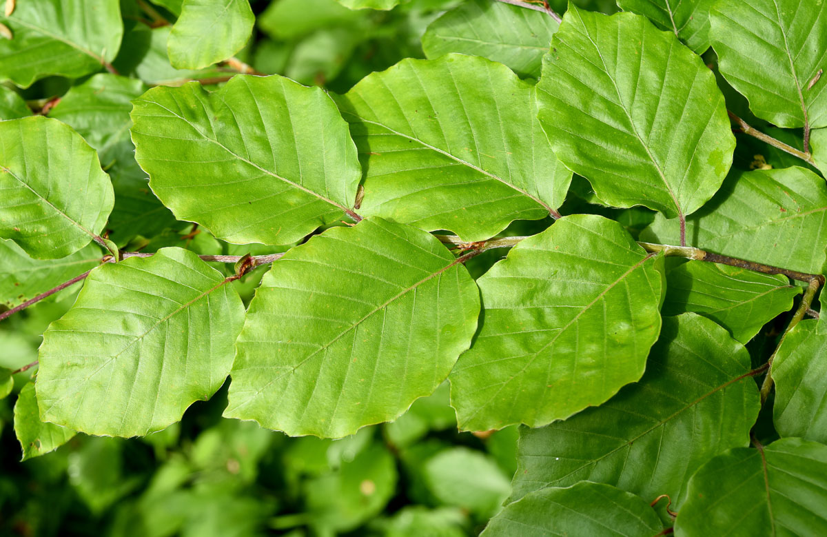 Blatt der Rotbuche, eiförmig mit welligem Rand