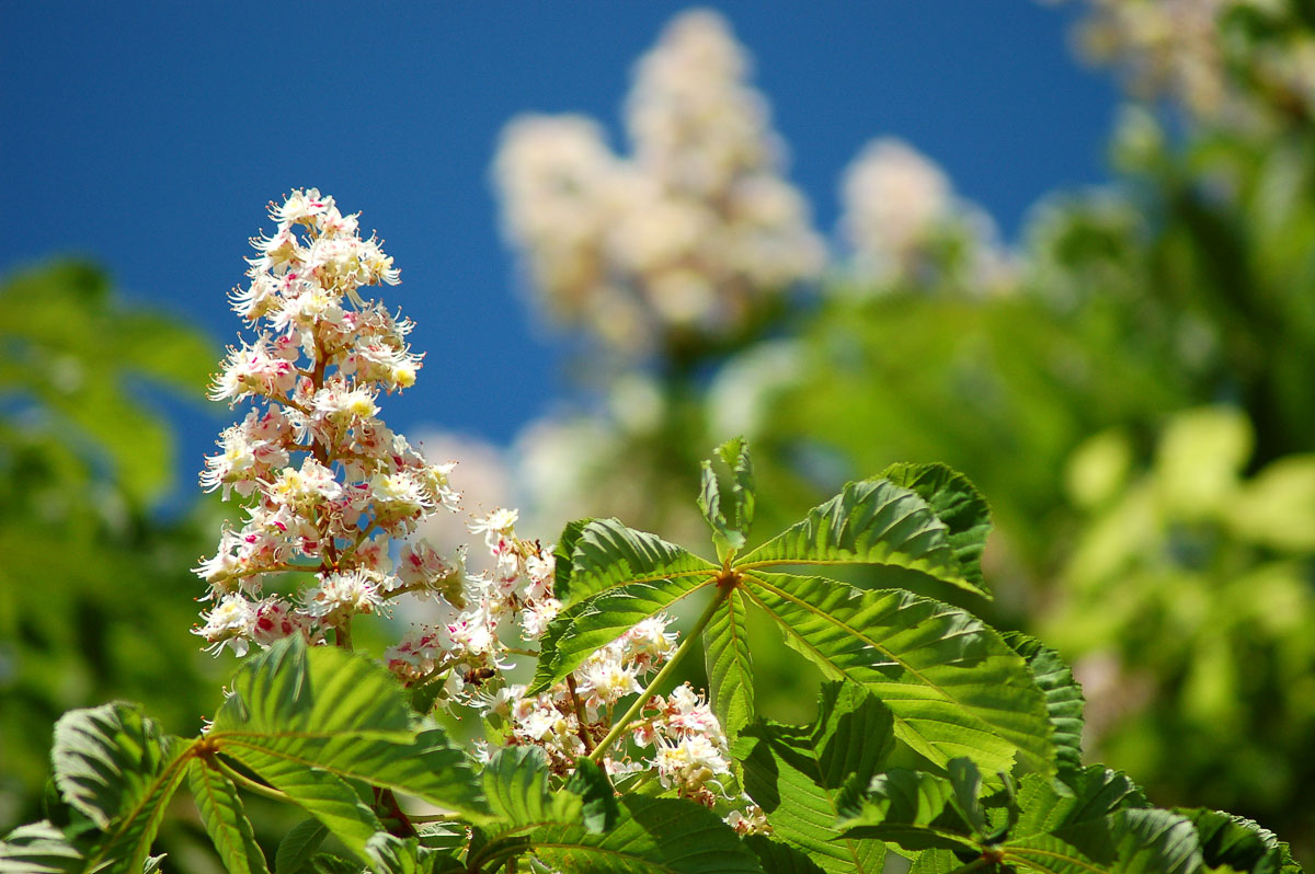 Blüten der Rosskastanie