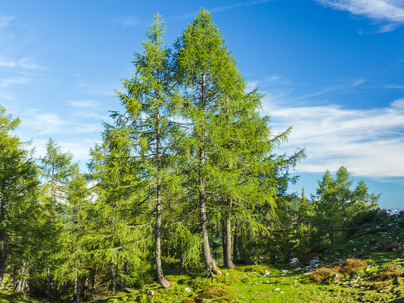Europäische Lärche im Walderlebnispfad Neuenrade
