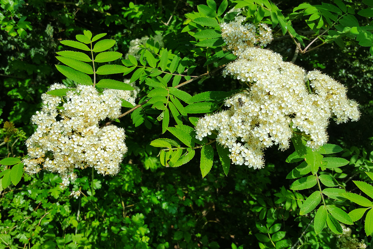 Weiße Blüten der Eberesche