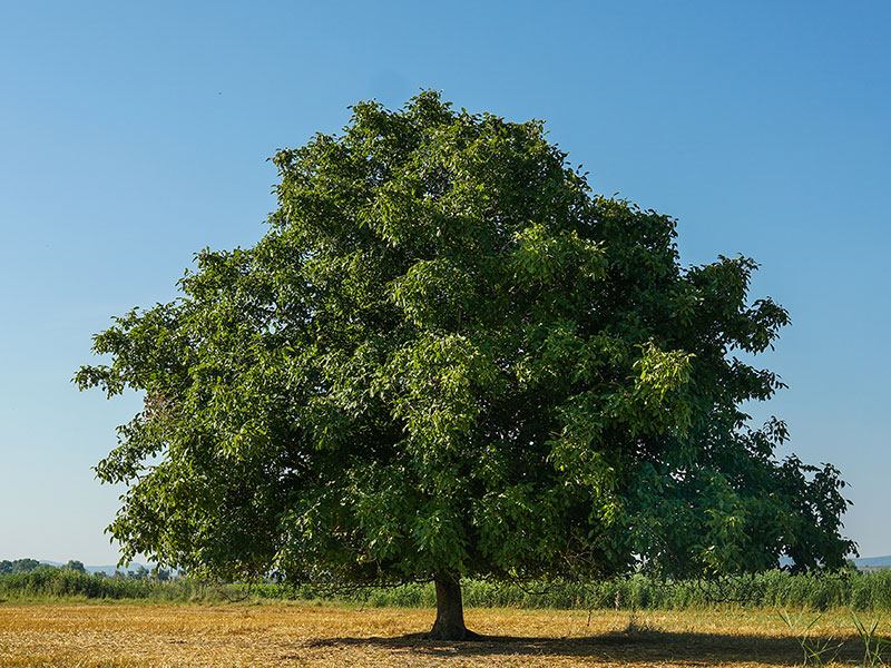 Walnussbaum im Walderlebnispfad Neuenrade