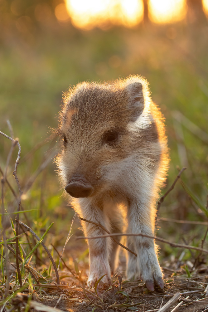 Waldweg auf dem Wildschweinweg in Neuenrade